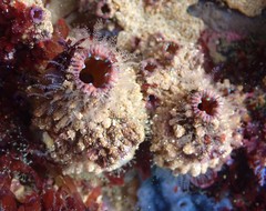 Pyura praeputialis