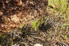 Selaginella gracillima