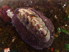 Onithochiton quercinus