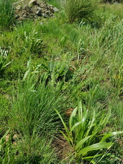 Indigofera zeyheri