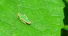 Coronigoniella