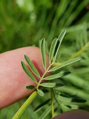 Indigofera zeyheri