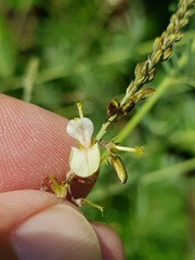 Indigofera zeyheri