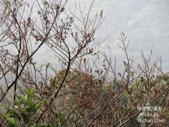 Alniphyllum pterospermum