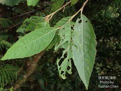 Alniphyllum pterospermum