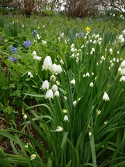 Leucojum