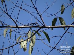 Alniphyllum pterospermum