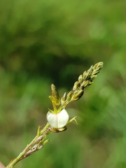 Indigofera zeyheri