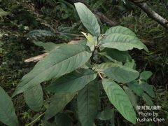 Alniphyllum pterospermum