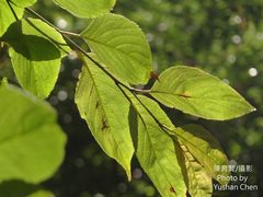 Alniphyllum pterospermum