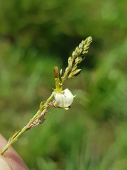Indigofera zeyheri