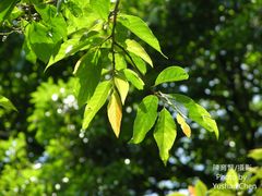 Alniphyllum pterospermum