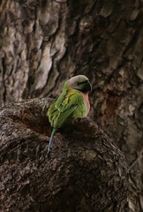 Psittacula alexandri fasciata