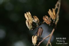 Alniphyllum pterospermum