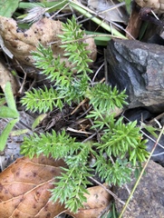 Acaena pinnatifida californica