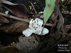 Alniphyllum pterospermum
