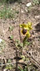 Ophrys lutea