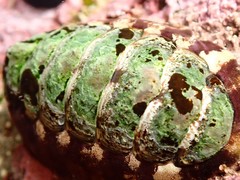 Onithochiton quercinus