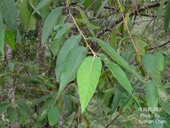 Alniphyllum pterospermum