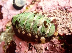 Onithochiton quercinus