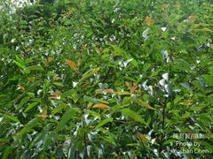 Alniphyllum pterospermum