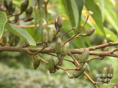 Alniphyllum pterospermum
