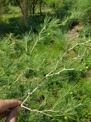 Asparagus laricinus