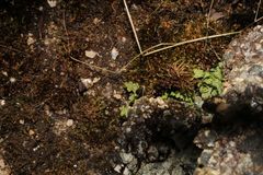 Anogramma leptophylla