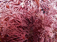 Amphiroa anceps