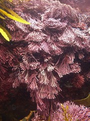 Amphiroa anceps