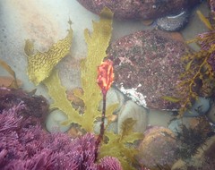 Pyura gibbosa