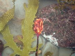 Pyura gibbosa