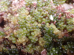 Caulerpa geminata