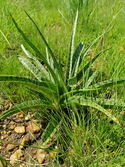 Ledebouria luteola