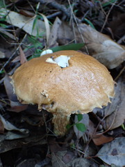 Austroboletus lacunosus