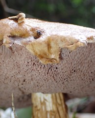 Austroboletus lacunosus