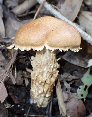 Austroboletus lacunosus