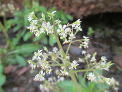 Micranthes micranthidifolia