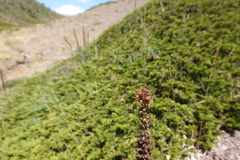Digitalis parviflora
