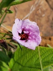 Hibiscus microcarpus