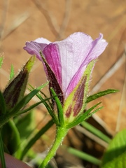 Hibiscus microcarpus