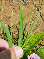 Hibiscus microcarpus