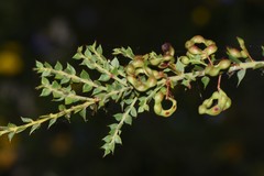 Acacia pravifolia