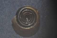 Bathyomphalus contortus