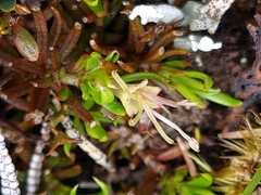 Coprosma talbrockiei