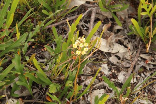 Image of Grevillea cirsiifolia by (c) Em Lamond, some rights reserved (CC BY)