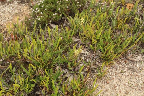 Image of Grevillea cirsiifolia by (c) Em Lamond, some rights reserved (CC BY)