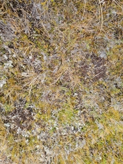 Coprosma talbrockiei