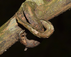 Facidia vacillans