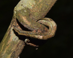 Facidia vacillans